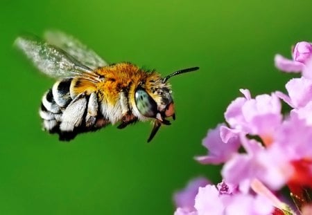 ONE MEAN BEE!! - nature, bee, insects, bug, pollen, flower