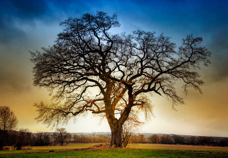 Stand Alone - single, colors, field, tree, sky