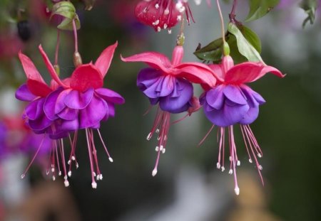 PINK & PURPLE - photograph, flowers, nature, purple, floral, pink