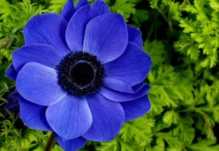 BLUE FLOWER - nature, pedals, floral, blue, flower