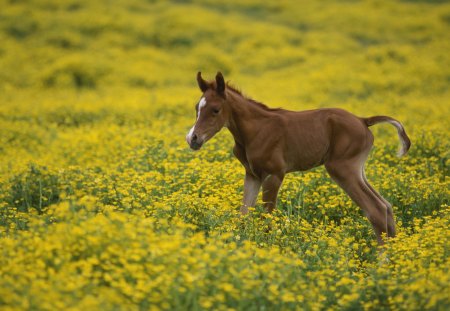 STANDING 2nd DAY - brown, colt, horse, animal, field, foal, cute