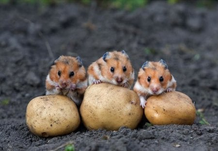 CROP THIEVES - rodent, animal, hamsters, pet, cute