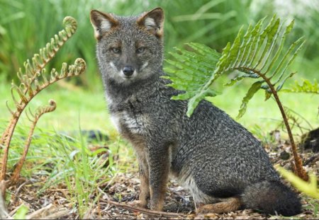 FOX EYES - fox, wildlife, dog, eyes, animal, canine, greyfox