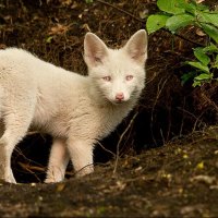 ALBINO RED FOX