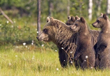 RETURN TO THE MAIN DIRECTION - wildlife, cubs, brown, bears, family, brownbears