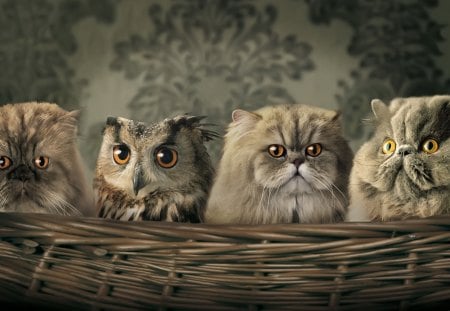 HIDING IN PLAIN SIGHT - owl, funa, kitten, feline, gray, cute, eyes, cats