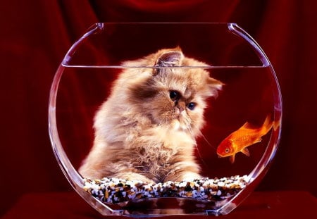 Kitty and golden fish - cute, aqua, sweet, cat, kitty, kitten, golden, fish, fishtank