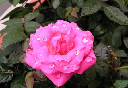 pink flower - water, rose, flower, pink