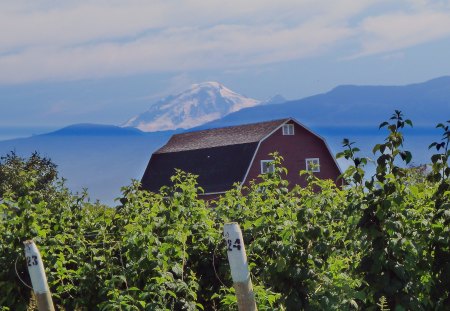 Mount Baker Barn - sky, raspberry bushes, mountain, summer, washington, country, far, firefox persona, barn