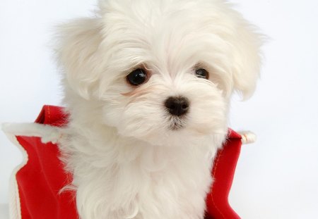 Maltese dog - maltese, dog, puppy, animal