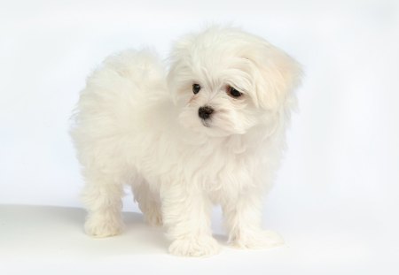 White maltese dog - animal, maltese, puppy, dog