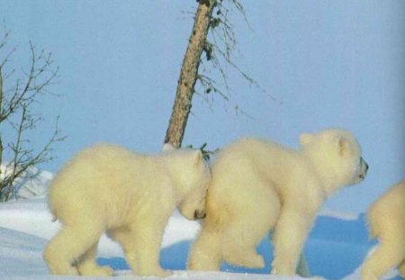 Polar bears walking - bear, polar, snow, alaska, arctic