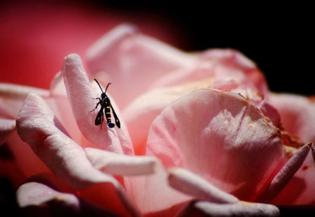 In the Pink Mountains - nature, insect, background, flower, bug, pink