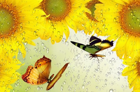 Rain on Sun - sunflowers, yello, butterflies, gold, shower, flower, fall, autumn, rain