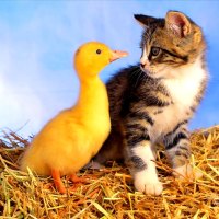 Kitty and ducky