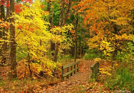 Bridge in the forest - nature, landscape, golden, forest, bridge