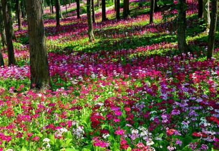 Flowers - nature, flowers, forest, other