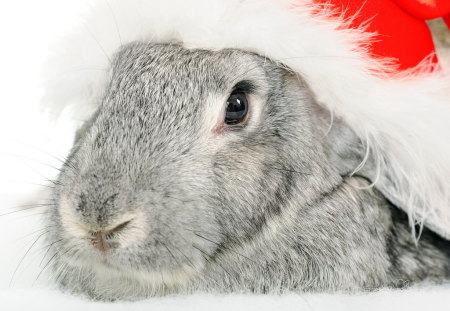 Christmas bunny - santa, hat, rodent, holiday, animal, bunny, christmas