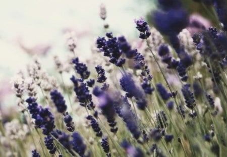 Lavender - nature, purple, fragrance, bloom, blossom, lavender, flower