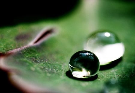 water drops - macro, water drop, water, drop, green, leaf, drops