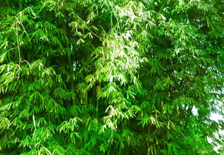 Kisses by sun - green, bamboo, light, sun, leaves