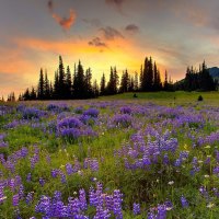 Purple Field