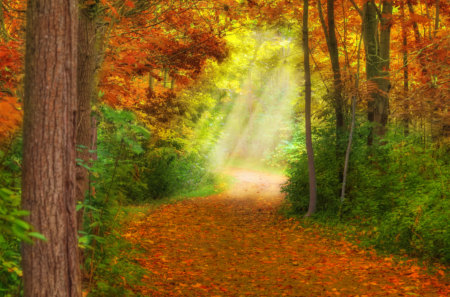 Autumn - pretty, magic, autumn colors, splendor, grass, forest, light, leaves, path, view, way, woods, sunlight, carpet, trees, beautiful, road, beauty, colors, lovely, tree, carpet of leaves, fall, nature, rays, green, autumn, peaceful