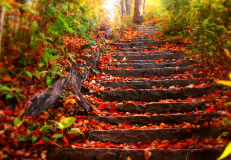 Autumn Leaves - pretty, magic, autumn colors, splendor, grass, forest, leaves, path, red, way, woods, carpet, trees, beautiful, beauty, colors, stairway, lovely, tree, carpet of leaves, fall, stairs, nature, autumn, leavess, peaceful