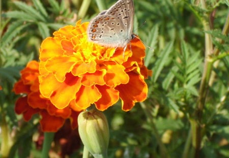 Little butterfly - butterlfy, red, blue, orange, green, flower