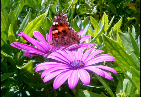 Preciosa â™¥ - magnificent, sunshine, animals, light, unique, wonderful, violet, vanessa, butterfly, purple, beautiful, green, sunny, flowers, daisies, garden