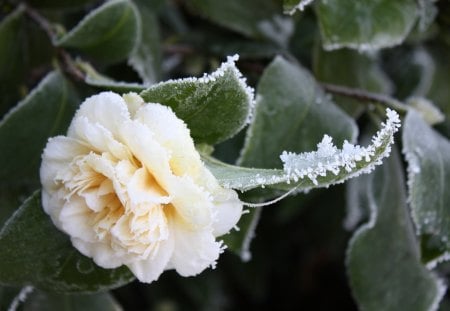 Camelia for my Friend Cica :) - leaves, white, camelia, frost