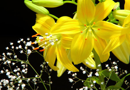 Day Lily in Yellow - yellow, colour, buds, flower, petals, leaves, bloom, white, green, floral