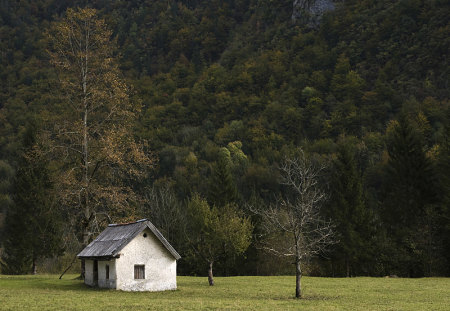 ~ COTTAGE ~ - cottage, trees, forest, green, field, grass