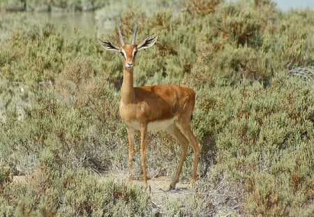 Gazelle - grass, animal, elegant, gazelle