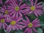 Pink Daisy