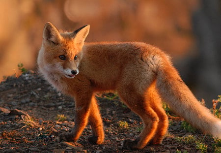 Red Fox - animal, fox, rocky landscape, red