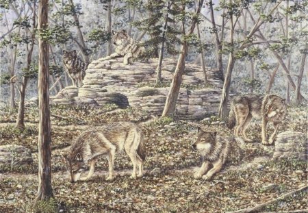 a timber wolf pack - wolves, clans, timber wolves, packs, 5 wolves