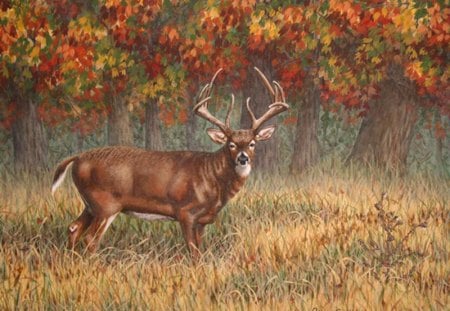 a northern buck - bucks, forests, northern, deer