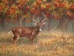 a northern buck