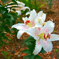 Lovely Lillies