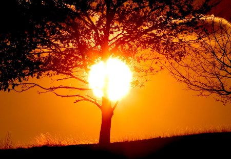 Tree - nature, tree, sunset, other