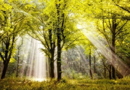 Forest Sunbeams - trees, rays, summer, green, sunbeam, forest, light, sun