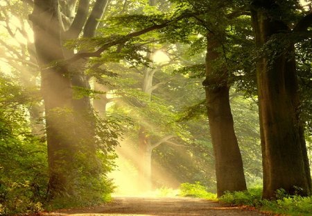 Forest Lights - trees, summer, sunbeams, sunshine, forest, rays, beans, lights, green, sun