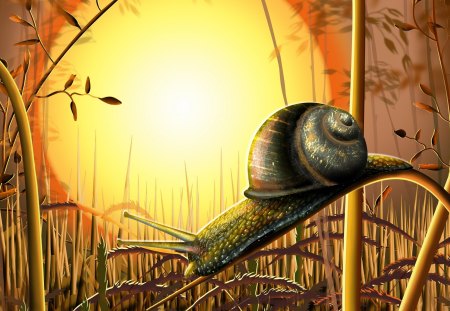 Snail - sunset, nature, snail, other