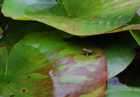 Tiny Frog - water, pads, lily, frog