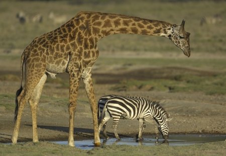 WOULD YOU ALLOW... - zebra, water, patterns, giraffe, tall, animals, wildlife