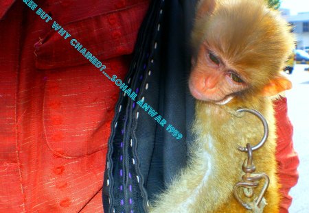 Born free but why chained? - monkeys, born free but why chained, animal protection rights, animals