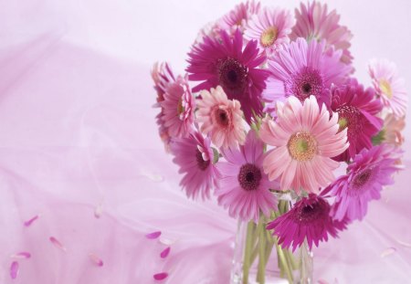 Lovely pink bouquet - arrangementt, gerberas, wonderful, lovely, nature, bouque, pale, pink, beautiful, flowers, daisies