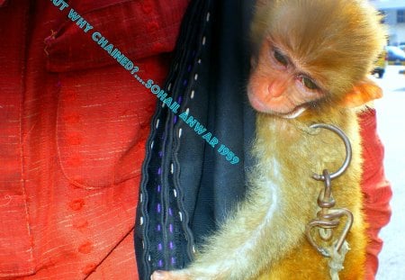 Born free but why chained? - born free but why chained, monkey, animal protection rights, animals