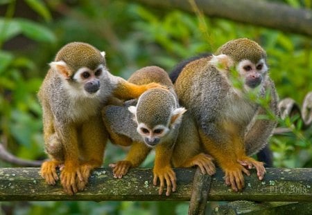 THE 3 MONKEYTEERS - wildlife, brown, branch, monkey, primates, cute